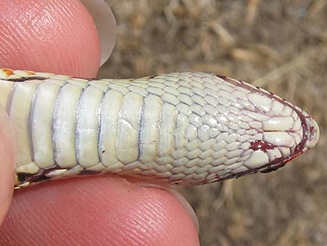 Long-nosed Snake (Rhinocheilus lecontei)