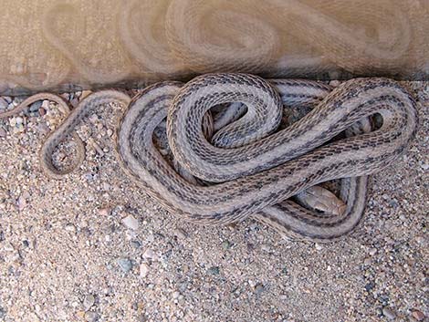 Western Patch-Nosed Snake (Salvadora hexalepis)