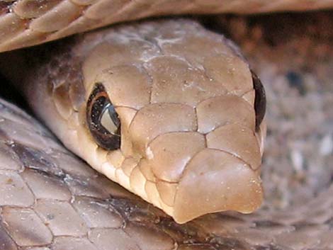 Western Patch-Nosed Snake (Salvadora hexalepis)