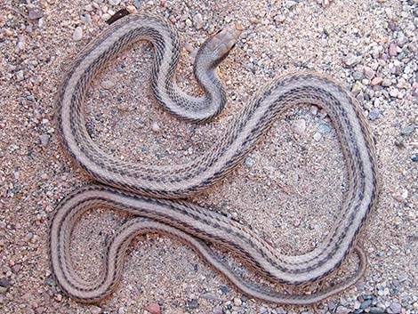 Western Patch-Nosed Snake (Salvadora hexalepis)