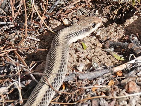 Western Patch-Nosed Snake (Salvadora hexalepis)