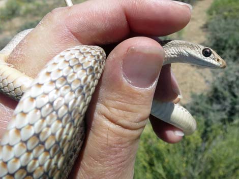 Western Patch-Nosed Snake (Salvadora hexalepis)