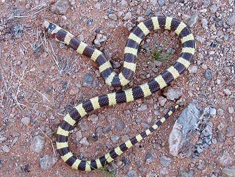 Western Groundsnake (Sonora semiannulata)