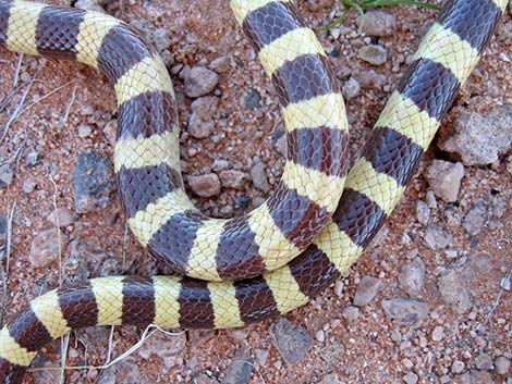 Western Groundsnake (Sonora semiannulata)