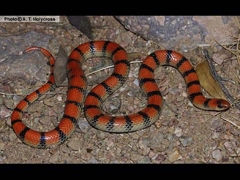 Western Groundsnake (Sonora semiannulata)