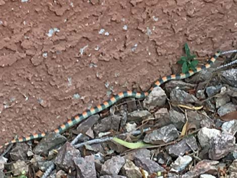 Western Groundsnake (Sonora semiannulata)