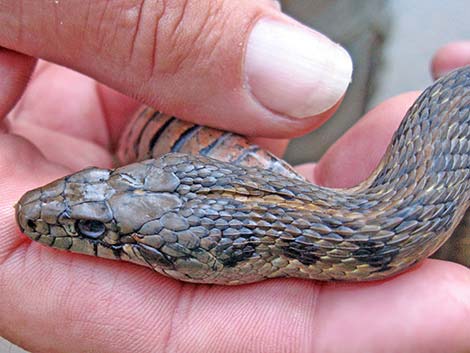 Wandering Gartersnakes (Thamnophis elegans vagrans)