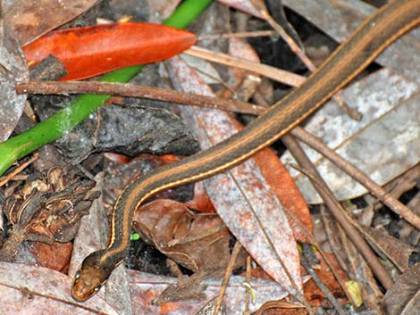 Common Gartersnake (Thamnophis sirtalis)