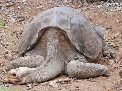 Pinta Island Tortoise (Chelonoidis nigra abingdoni)