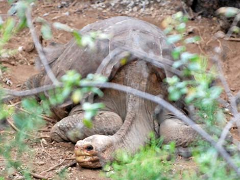 Pinta Island Tortoise (Chelonoidis nigra abingdoni)