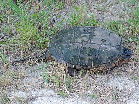 Common Snapping Turtle (Chelydra serpentina)