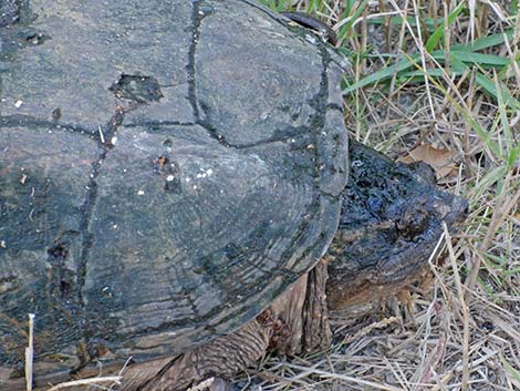 Common Snapping Turtle (Chelydra serpentina)