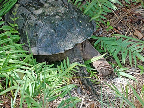 Common Snapping Turtle (Chelydra serpentina)