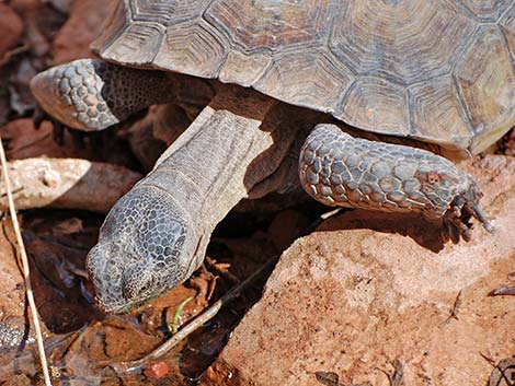 Desert Tortoise (Gopherus agassizii)