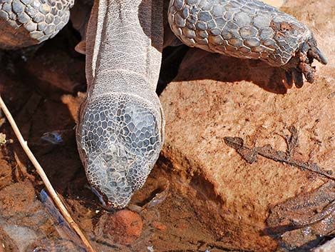 Desert Tortoise (Gopherus agassizii)