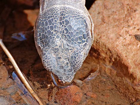 Desert Tortoise (Gopherus agassizii)