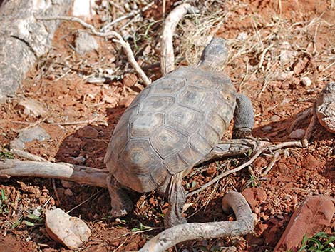 Desert Tortoise (Gopherus agassizii)