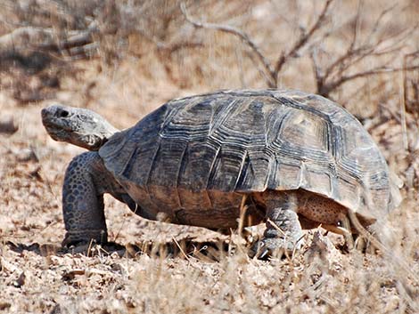 Desert Tortoise (Gopherus agassizii)