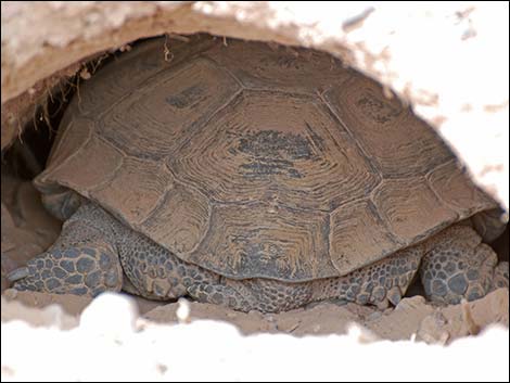 Desert Tortoise (Gopherus agassizii)