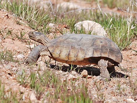 Desert Tortoise (Gopherus agassizii)