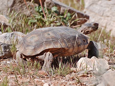 Desert Tortoise (Gopherus agassizii)