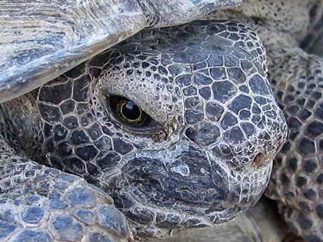 Desert Tortoise (Gopherus agassizii)