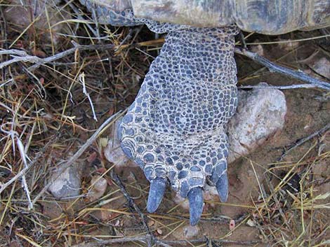 Desert Tortoise (Gopherus agassizii)