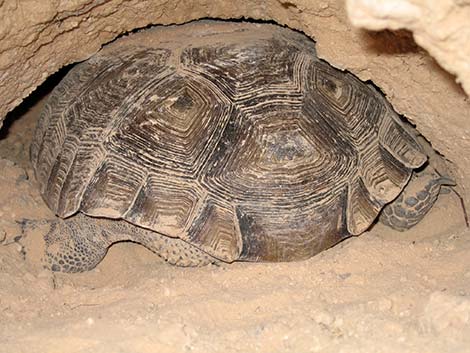 Desert Tortoise (Gopherus agassizii)