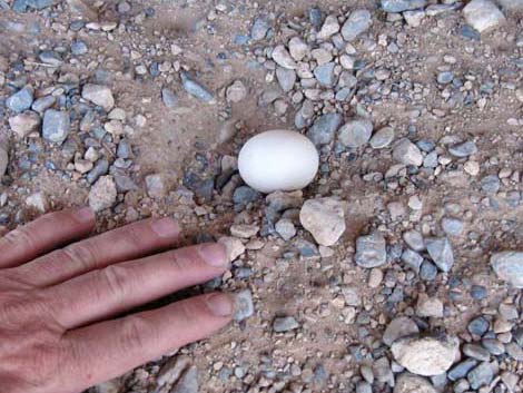 Desert Tortoise (Gopherus agassizii)