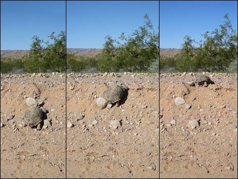 Desert Tortoise (Gopherus agassizii)