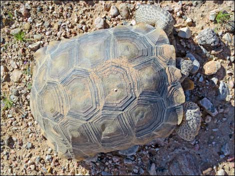 Desert Tortoise (Gopherus agassizii)