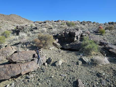 Desert Tortoise (Gopherus agassizii)