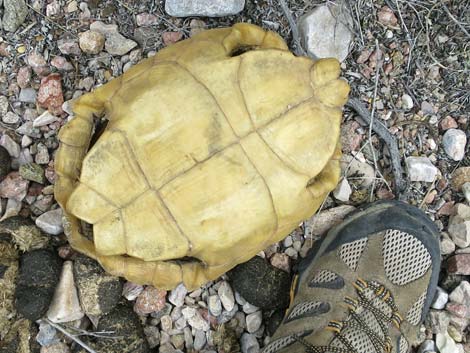 Desert Tortoise (Gopherus agassizii)