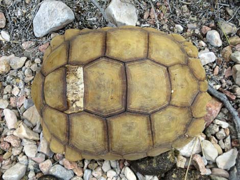 Desert Tortoise (Gopherus agassizii)