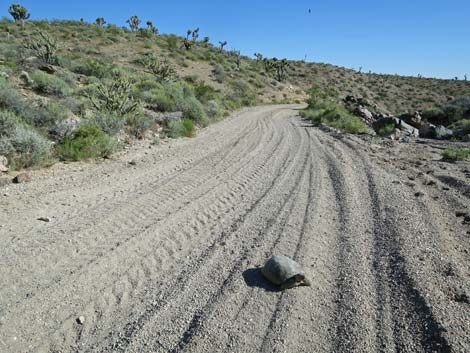 Desert Tortoise (Gopherus agassizii)