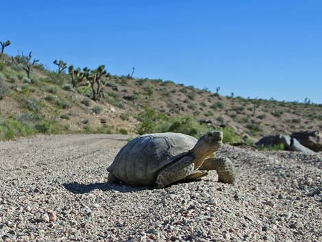 Desert Tortoise (Gopherus agassizii)