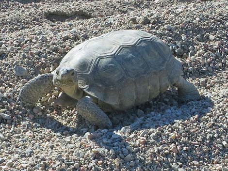 Desert Tortoise (Gopherus agassizii)