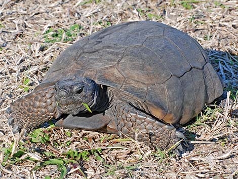 Gopher Tortoise (Gopherus polyphemus)