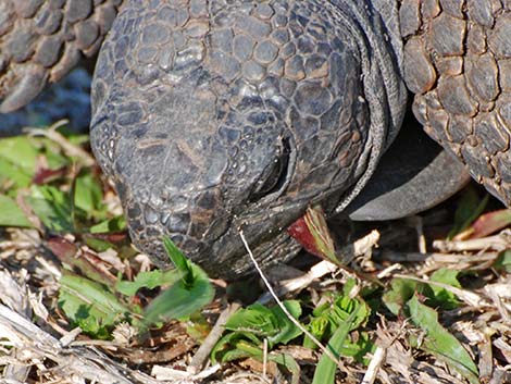 Gopher Tortoise (Gopherus polyphemus)