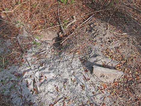 Gopher Tortoise (Gopherus polyphemus)