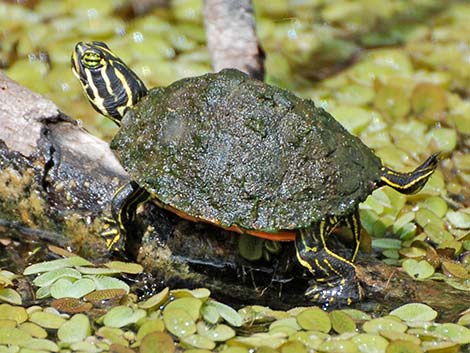 Florida Red-bellied Cooter (Pseudemys nelsoni)