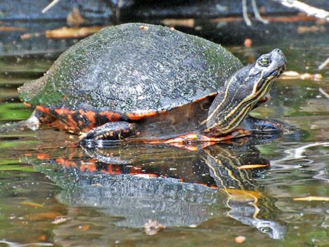 Florida Red-bellied Cooter (Pseudemys nelsoni)