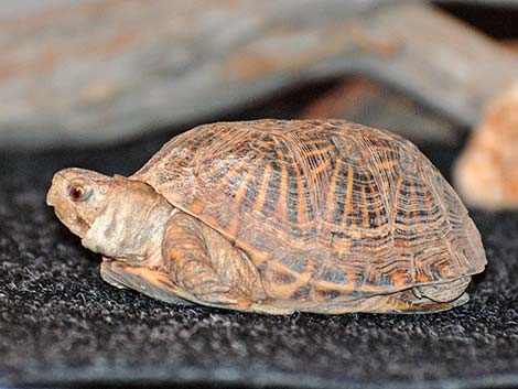 Desert Box Turtle (Terrapene ornata luteola)