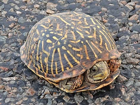 Desert Box Turtle (Terrapene ornata luteola)