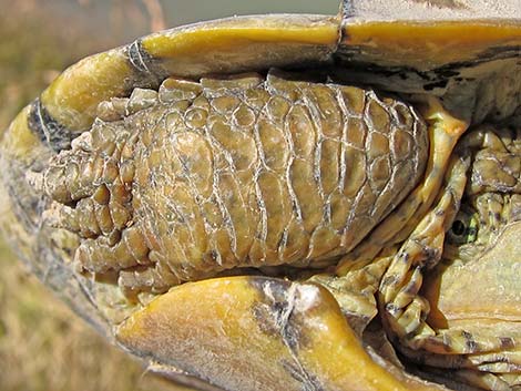 Big Bend Slider (Trachemys gaigeae)