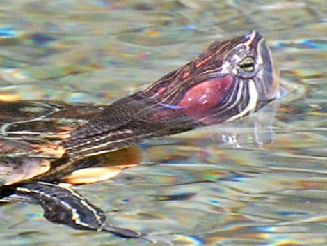 Red-eared Slider (Trachemys scripta elegans)