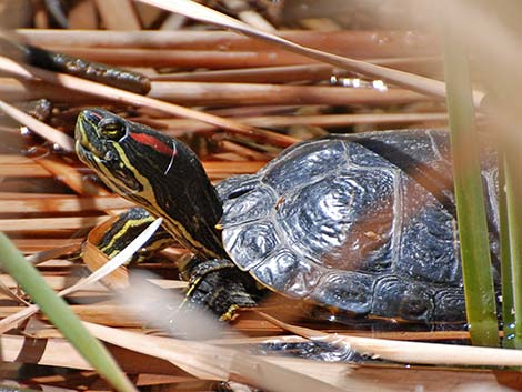 Red-eared Slider (Trachemys scripta elegans)