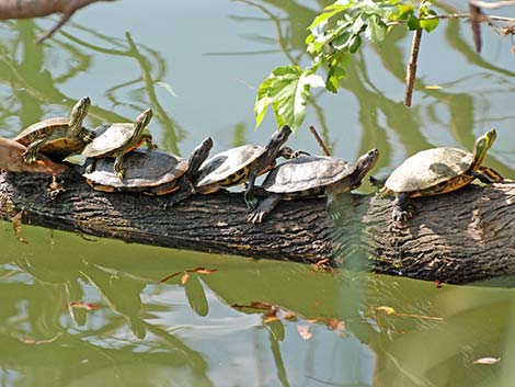 Red-eared Slider (Trachemys scripta elegans)