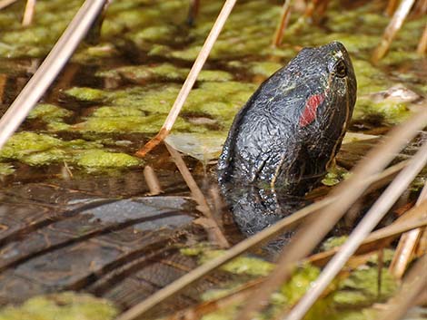 Red-eared Slider (Trachemys scripta elegans)