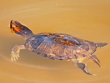 Red-eared Slider (Trachemys scripta elegans)